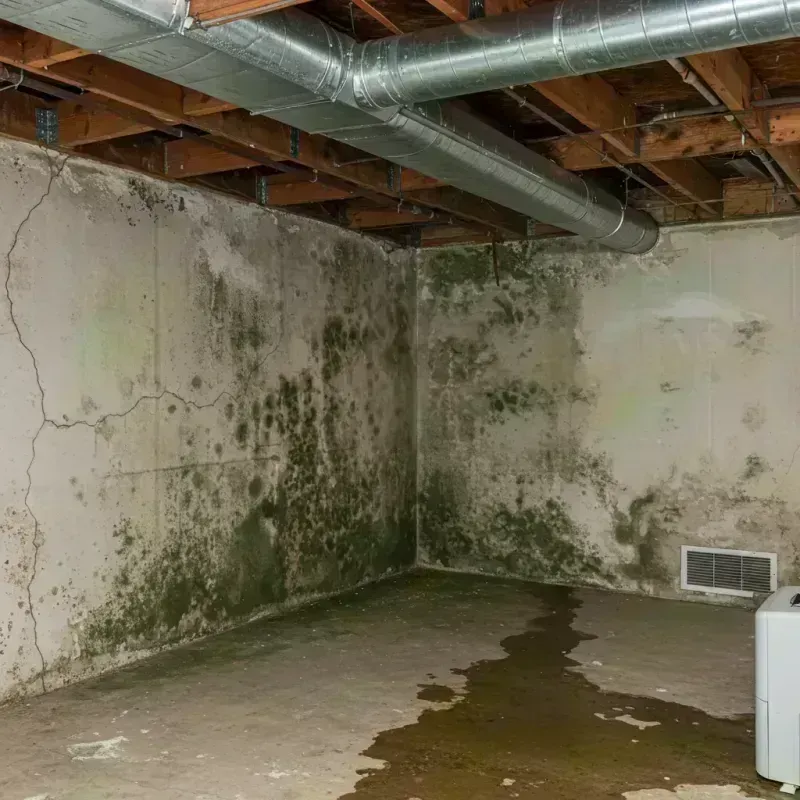 Professional Mold Removal in West Salem, OH